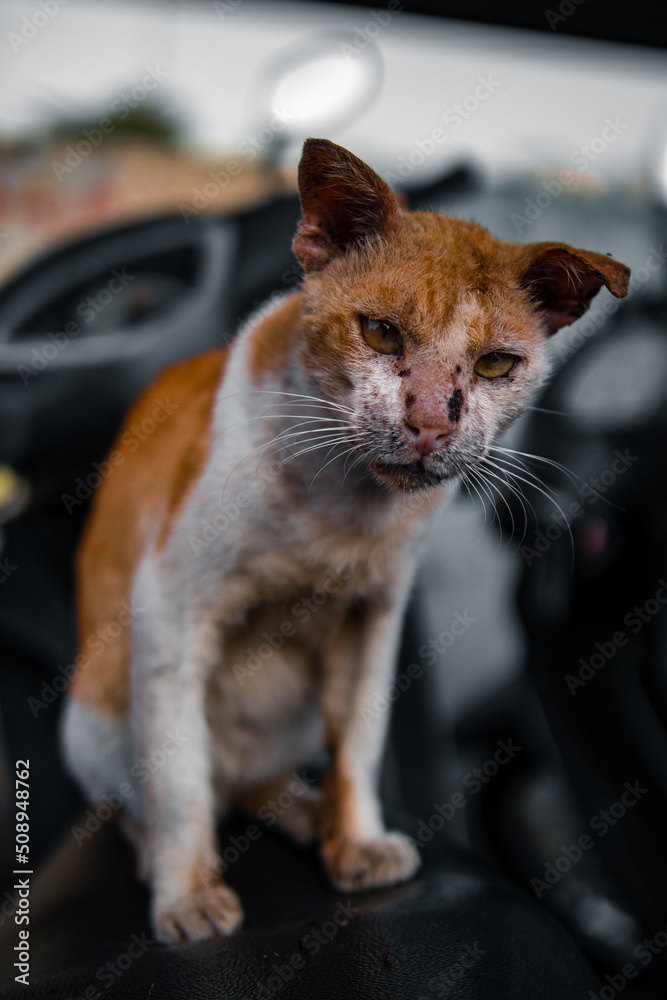 stray cat on motorcycle stray cat on motorcycle