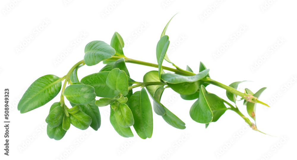 Fototapeta premium Boxwood branch isolated on white background. Green boxwood sprig. Buxus with clipping path.