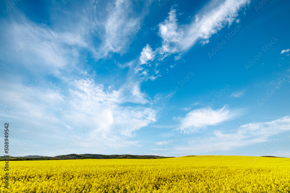 Meadows with a plant in a valley with fields against the background of the daytime sky in Bulgaria Meadows with a plant in a valley with fields against the background of the daytime sky in Bulgaria