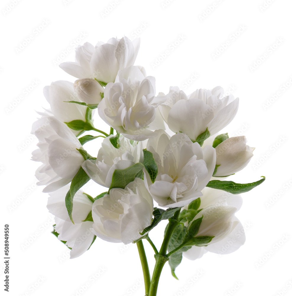 Jasmine flower, isolated on white background. Branch of white terry jasmine flowers. Jasmine flower, isolated on white background. Branch of white terry jasmine flowers.