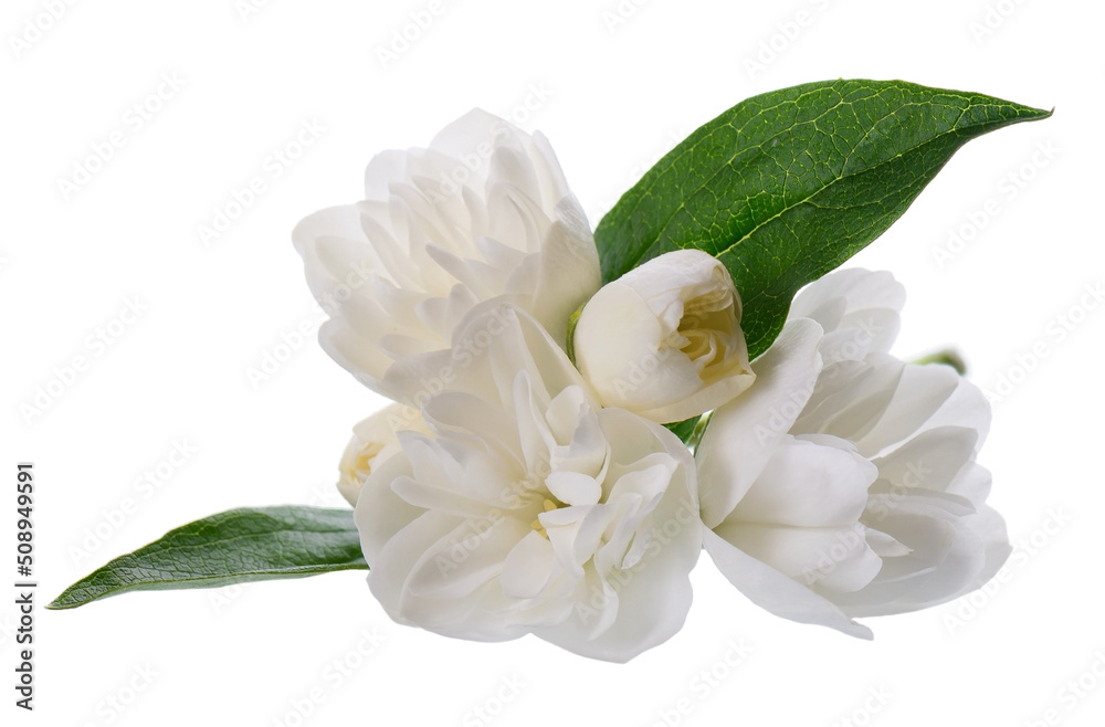Fototapeta premium Jasmine flower, isolated on white background. White terry jasmine flowers.