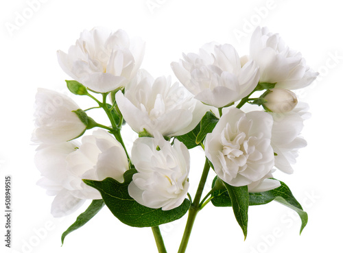 Jasmine flower, isolated on white background. Branch of white terry jasmine flowers.