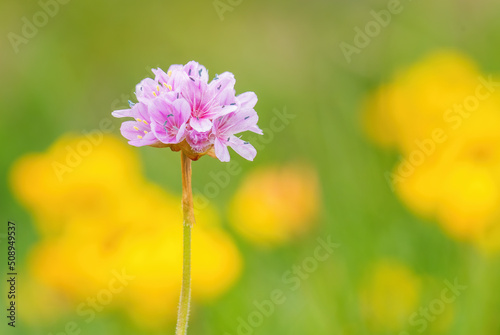 Devil's-bit Scabious - Succisa pratensis, beautiful flowering plant from European meadows and grasslands, Runde island, Norway.