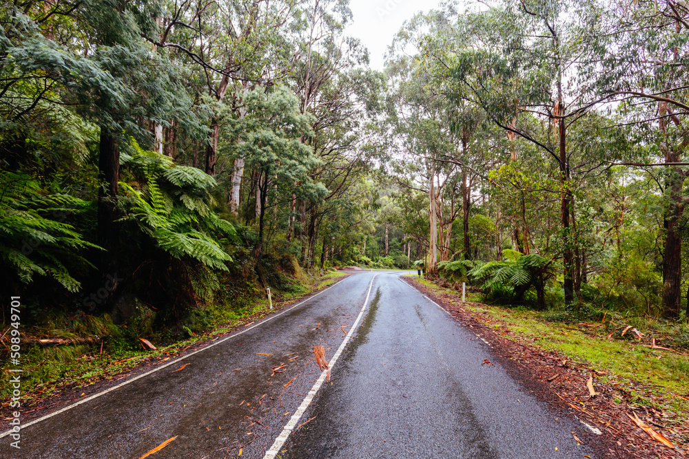 Donna Buang Rd Drive in Victoria Australia Donna Buang Rd Drive in Victoria Australia