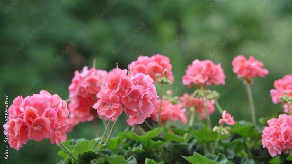 Summer flowers. Geranium in the rain. Sad mood. Summer flowers. Geranium in the rain. Sad mood.