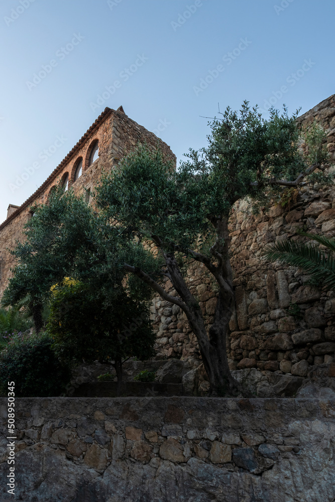 medieval palace in the medieval village of pals on the costa brava with an olive tree