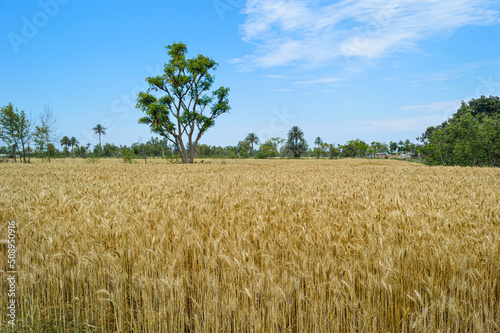 golden wheat field in Pakistan