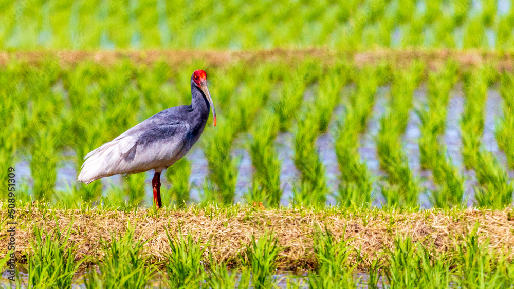 Naklejka premium トキ 野生 佐渡島 特別天然記念物