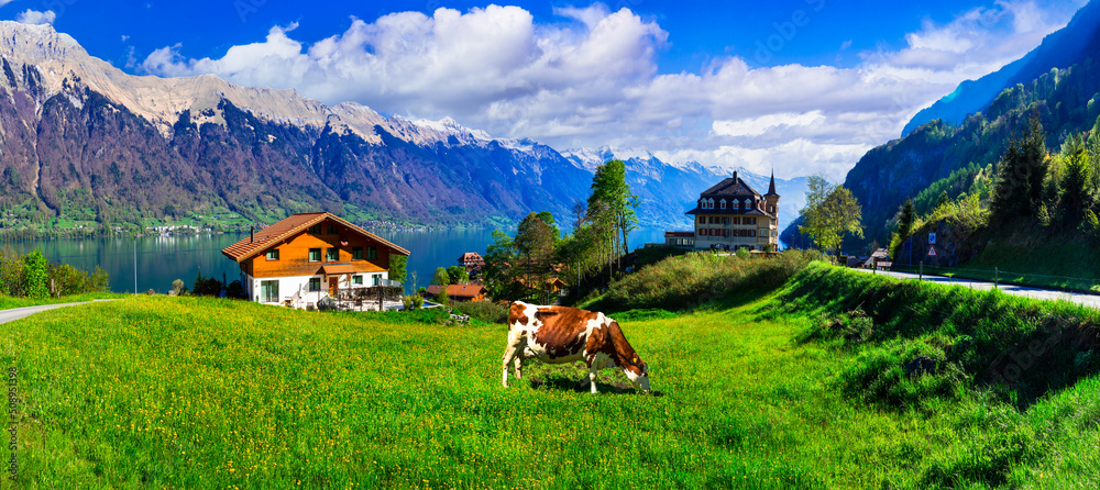 Idyllic Swiss nature landscape - green meadows with cows, surrounded by Alps mountains. Scenic lake Brienz, Iseltwald village