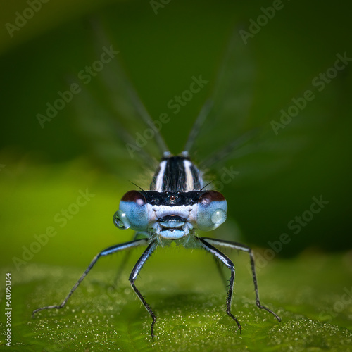 Blue Dragonfly © Lorenzo