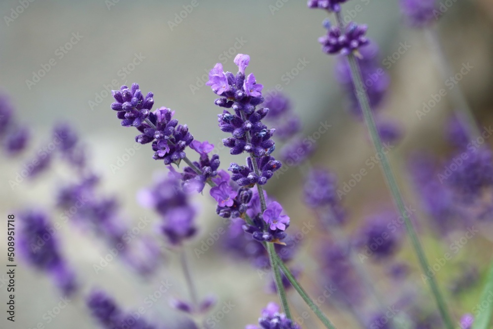 Obraz premium Lavande à feuilles étroites