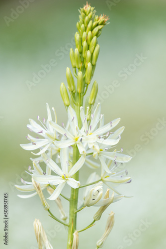 Close up of a white camassia (camassia quamash) flower in bloom photo