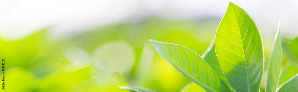 nature view of green leaf on blurred greenery background in garden,Green nature concept. nature view of green leaf on blurred greenery background in garden,Green nature concept.