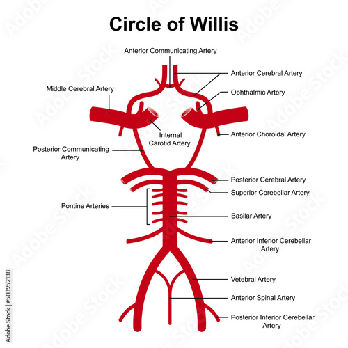 Scientific Designing of Willis Circle Structure.  The Circulatory Anastomosis That Supplies Blood to The Brain. Colorful Symbols. Vector Illustration. photo