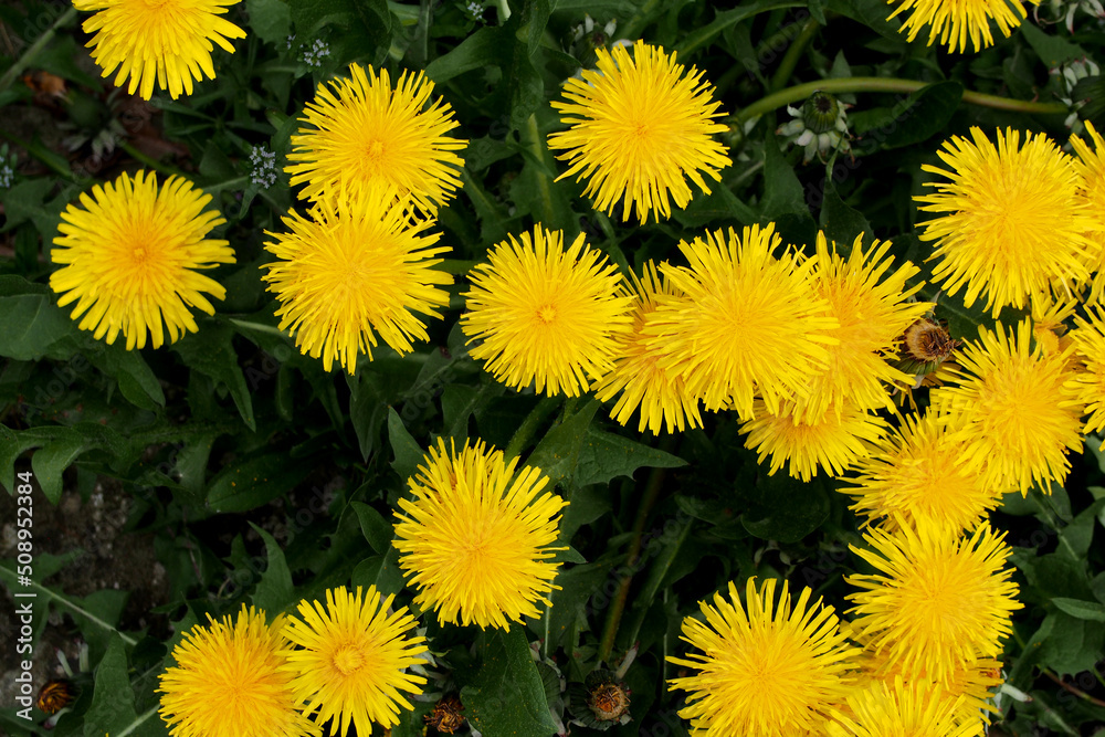 group of bright yellow spring dandelion flowers against a dark green leaf background group of bright yellow spring dandelion flowers against a dark green leaf background