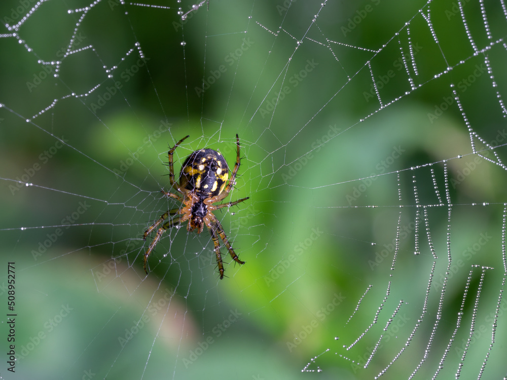 Spiderweb Spiderweb