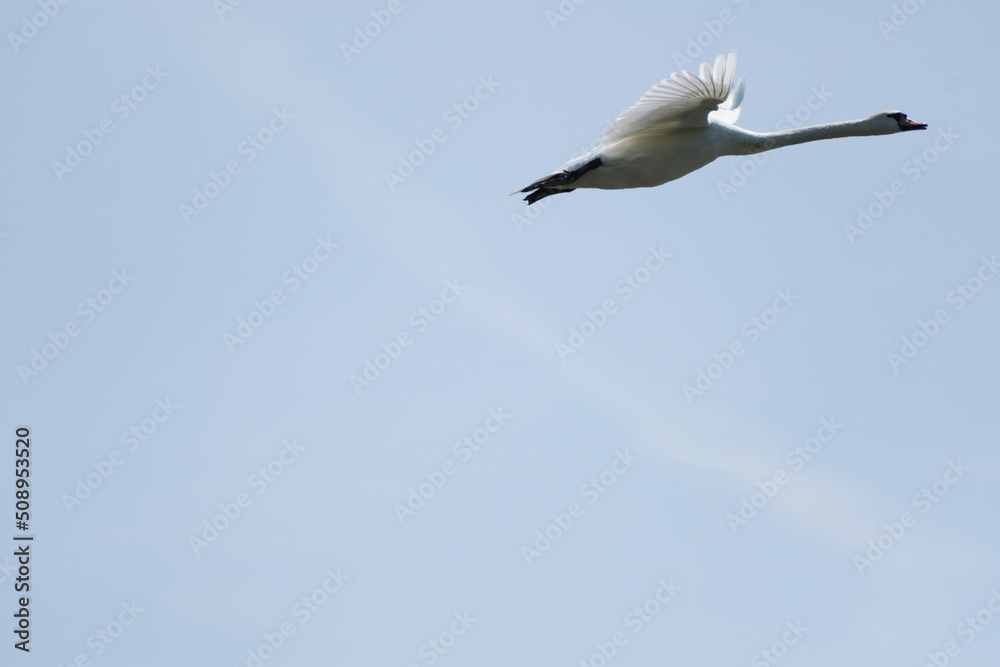 a white swan is fliying in the sky a white swan is fliying in the sky
