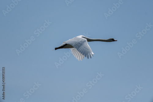 a white swan is fliying in the sky