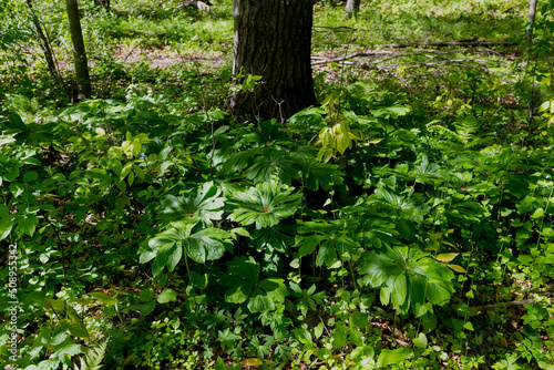 Fototapeta Naklejka Na Ścianę i Meble -  Mayapple (Podophyllum peltatum)
Mayapples are native plants that grow in large colonies. These plants have an edible fruit and the Native Americans had medicinal uses for parts of this plant 