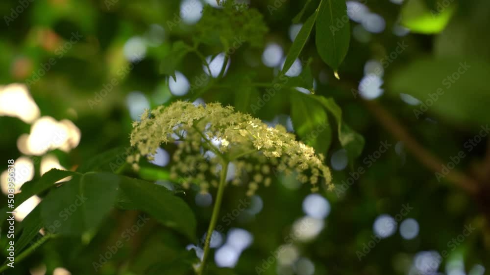Elderflower blooming plant in a breeze, sambucus, bokeh bg Elderflower blooming plant in a breeze, sambucus, bokeh bg