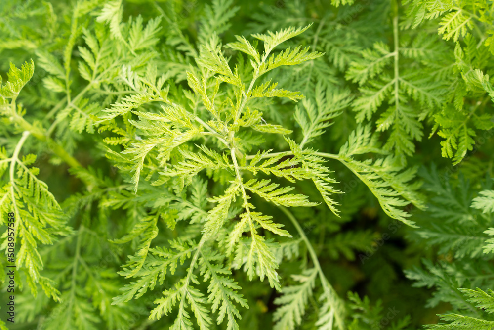 Artemisia tansy green leaves Artemisia tansy green leaves