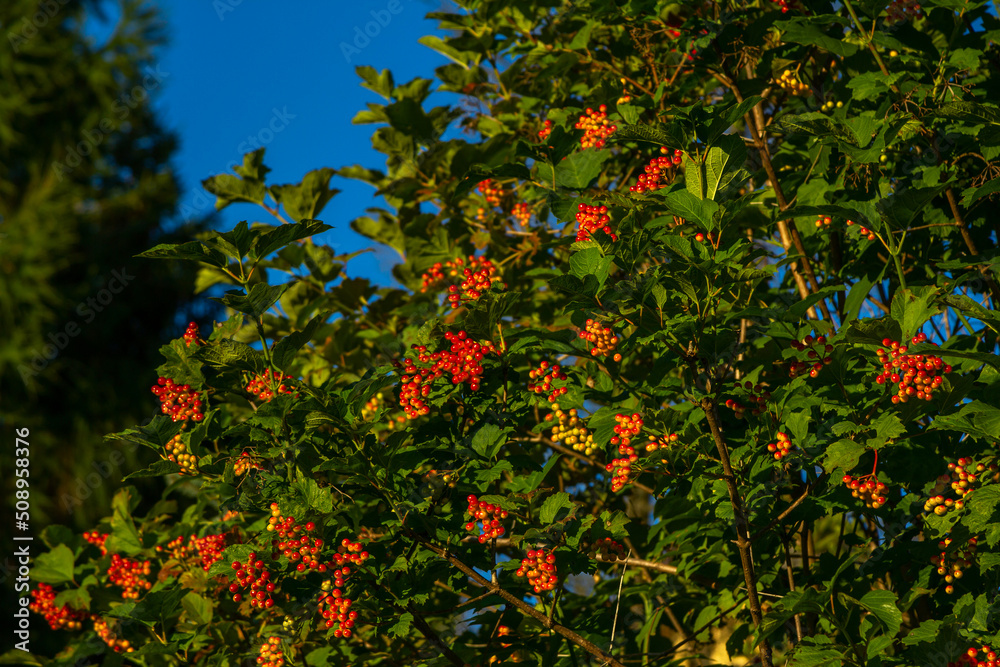 View of Pyracantha coccinea, the scarlet firethorn - unripe berries on a tree branch