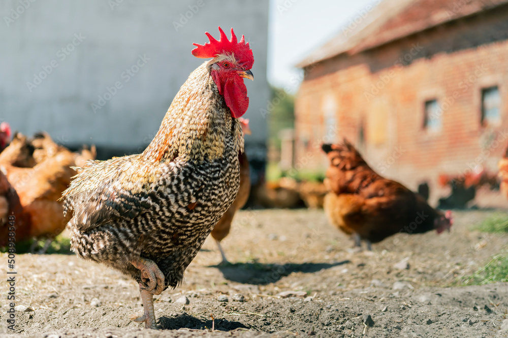 Rooster on traditional free range poultry farm - obrazy, fototapety, plakaty 