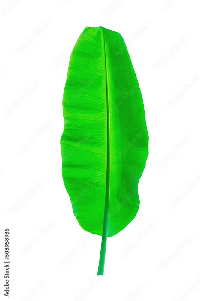Banana plantation separated from the white background Banana plantation separated from the white background