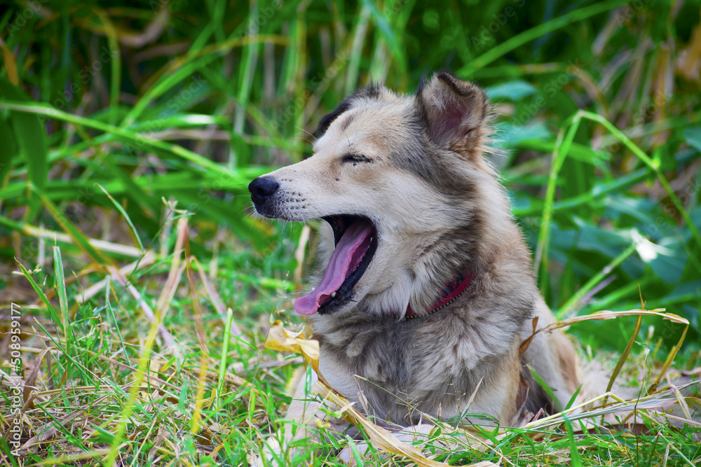 Brown mixed dog tongue out and happy face, hiking with the dog.
