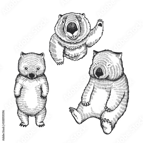 Set of vector hand drawn illustrations of wombats isolated on white. Collection of sketches of cute animals for sticker, logo, tattoo or print design.