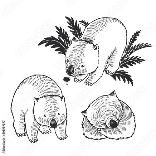 Set of vector hand drawn illustrations of wombats isolated on white. Collection of sketches of cute animals for sticker, logo, tattoo or print design.