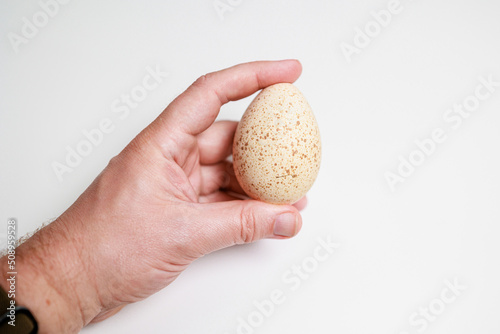 A person holding a Turkey Egg on their hand (no face) on a white background Large speckled eggshell