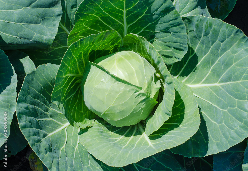 Fototapeta premium Growing lush cabbage head with large leaves