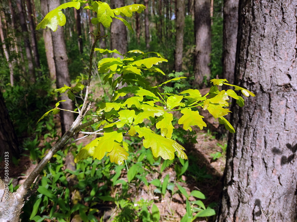A branch of a tree with a green leaf on a background of grass and forest. Close-up photo. Summer landscape in sunny weather. macro photography.