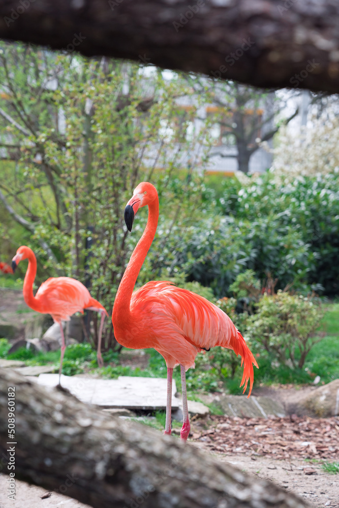 pink flamingo on a background of green trees pink flamingo on a background of green trees