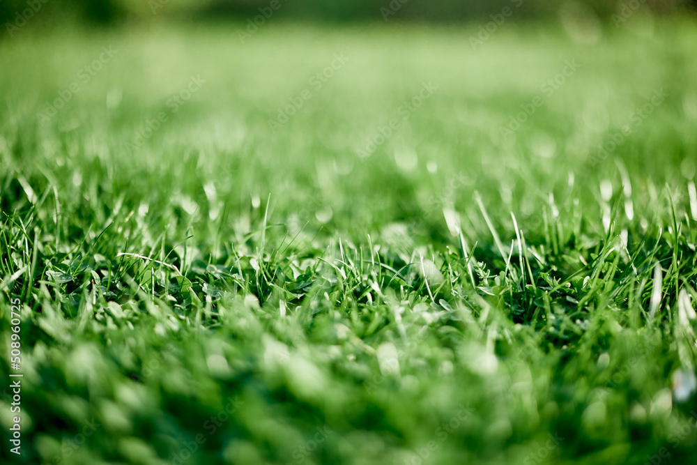Fresh leaves of young green grass taken close-up on a summer sunny day in the light of a sunset sky, The concept of ecology and care for the environment and the planet Fresh leaves of young green grass taken close-up on a summer sunny day in the light of a sunset sky, The concept of ecology and care for the environment and the planet