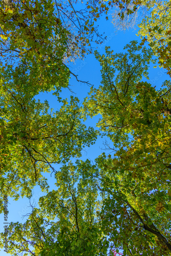 Fototapeta premium looking up to the blue sky through canopy of colored trees