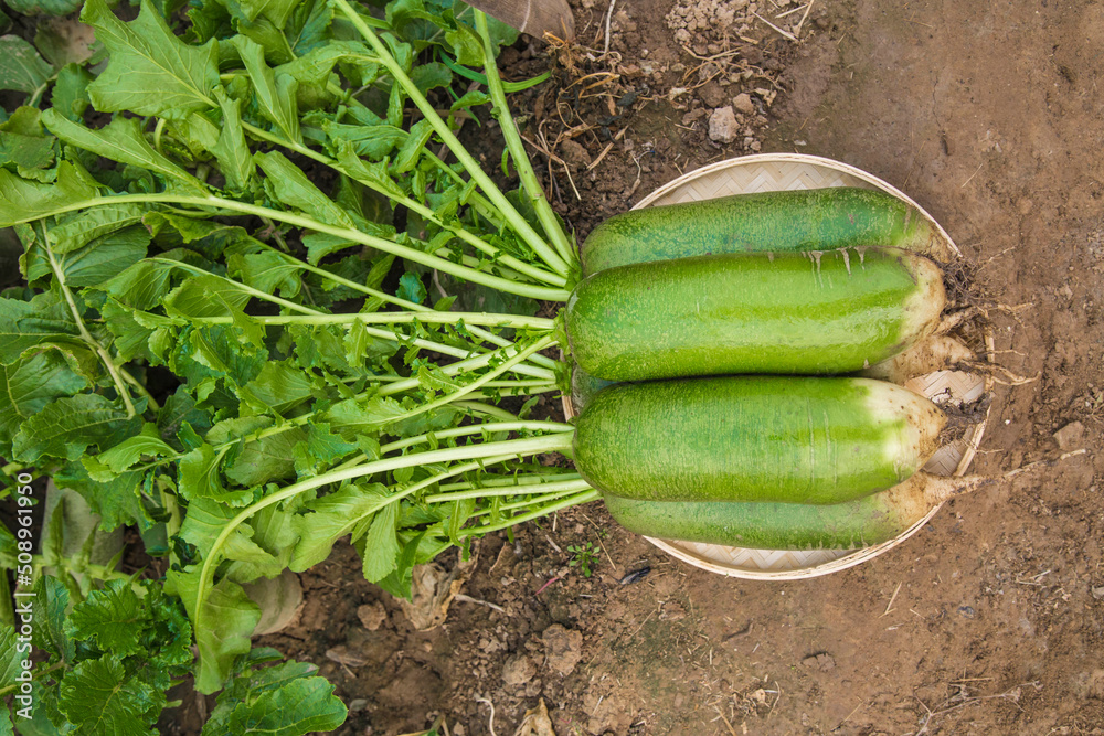 Obraz premium The green turnips in the vegetable patch