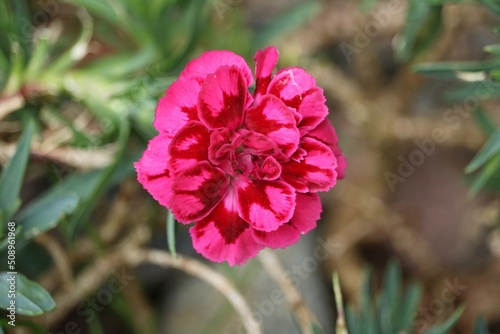 Oeillet des fleuristes