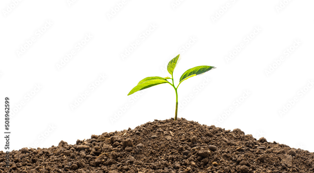 Sapling growing from fertile soil on white background, environmental concept. Sapling growing from fertile soil on white background, environmental concept.
