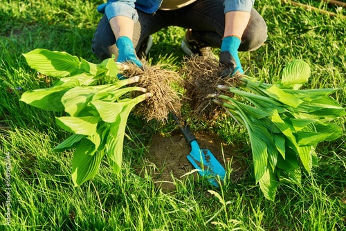 Tableau sur toile Close-up of spring dividing and planting bush of hosta plant