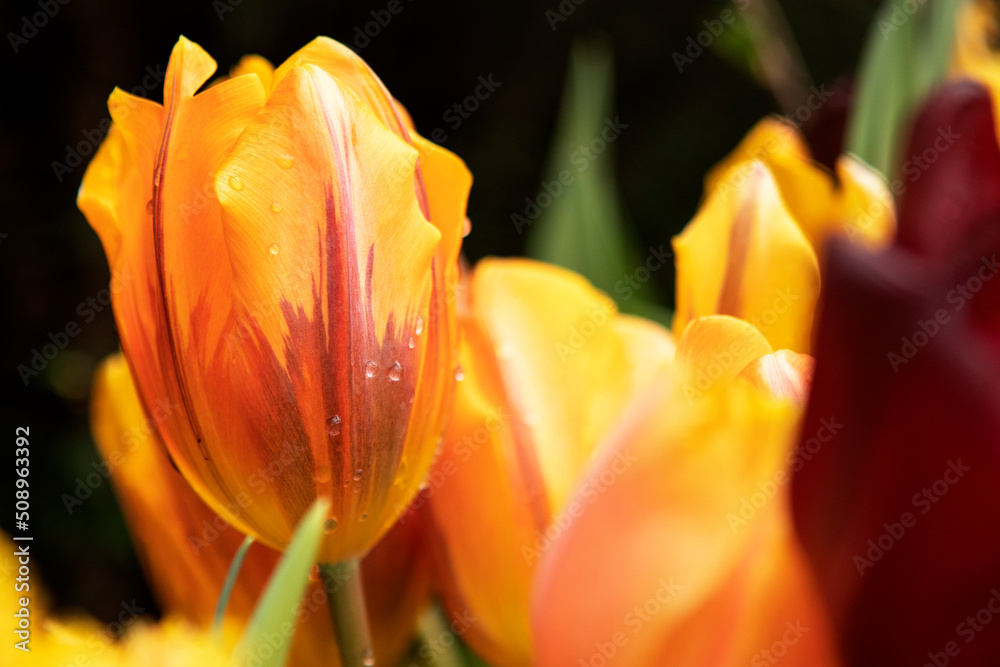 Yellow tulips flowers in the garden