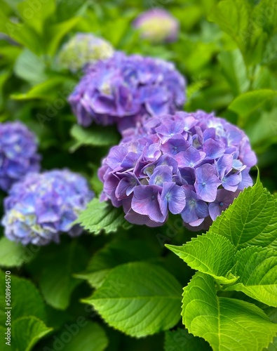 紫陽花