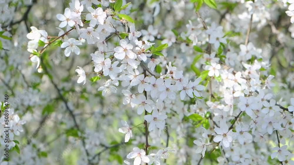 Cherry tree blooming with white flowers in spring. Delicate white flowers on the branches with green young leaves sway in the wind on a sunny day. High quality FullHD footage Cherry tree blooming with white flowers in spring. Delicate white flowers on the branches with green young leaves sway in the wind on a sunny day. High quality FullHD footage