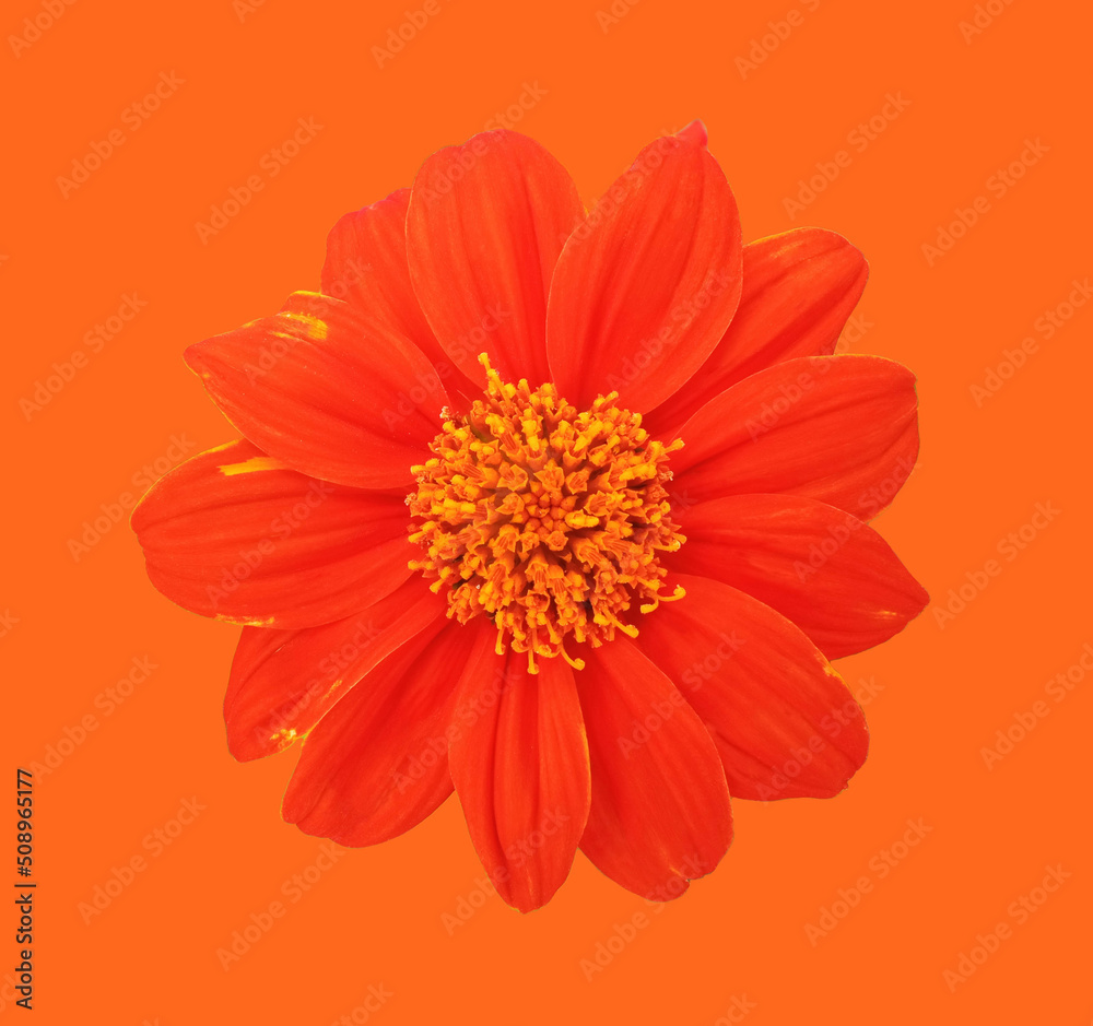 Close up, Single orange zinnia flower blossom blooming isolated on orange background for stock photo, house plants, spring floral