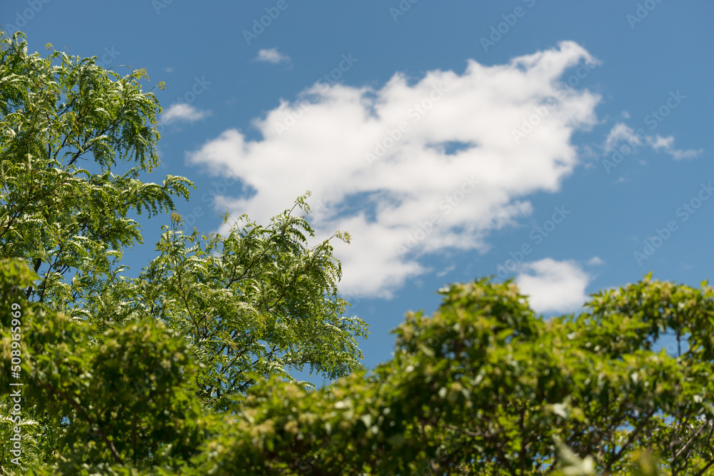 leaves against blue sky with clouds