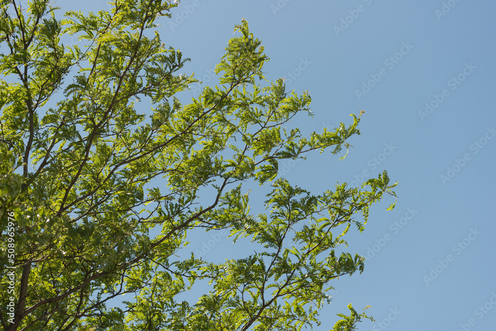 Fototapeta premium honey locust leaves against blue sky