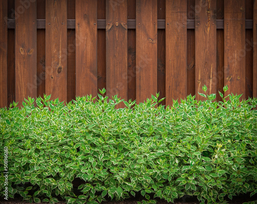 A beautiful brown wooden fence against the background of growing green bushes. Textured wooden fence close up.