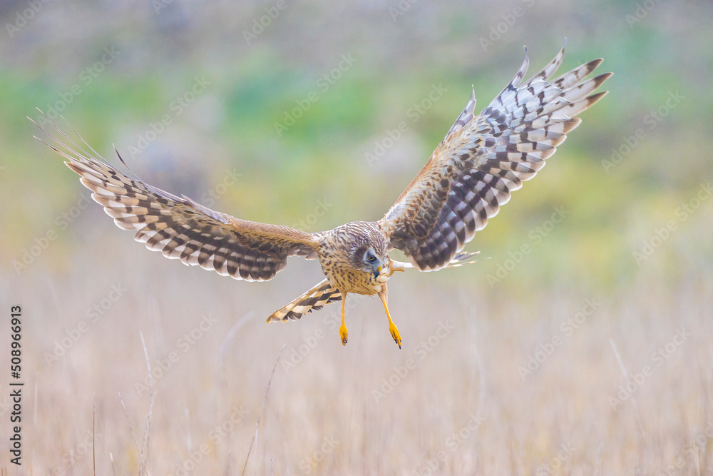 Fototapeta premium Hen harrier Circus cyaneus hunting