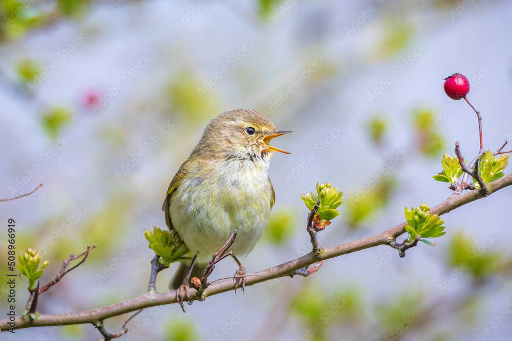 Common chiffchaff bird Phylloscopus collybita Common chiffchaff bird Phylloscopus collybita